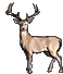 deer(14K)