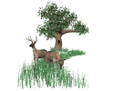 deer(14K)